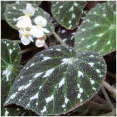 begonia pustulata