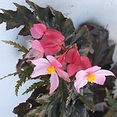 begonia serratipetala