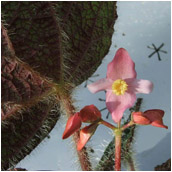 begonia sizemorea