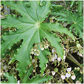 begonia_heracleifolia green form