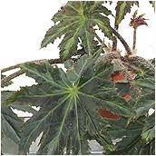begonia_heracleifolia dark form